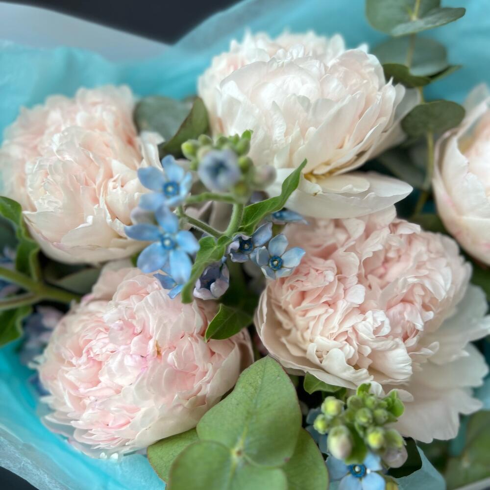 оксипеталум и эвкалипт «Чувства» оксипеталум и эвкалипт «Чувства»