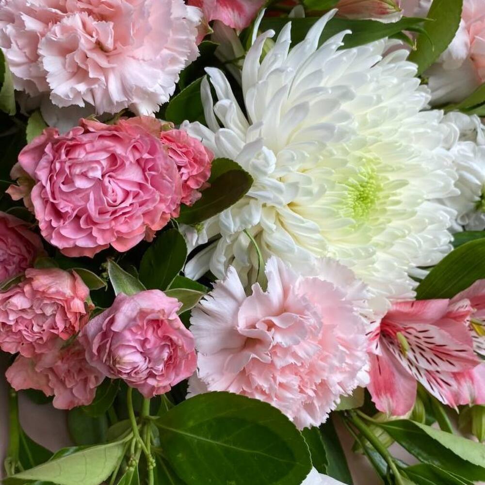 диантуса диантуса